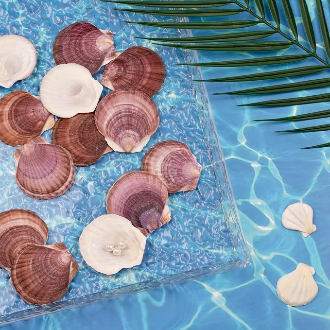 30PCS Natural Scallop Shells Purple Sea Shells, Real Seashells from Beach - Image 2