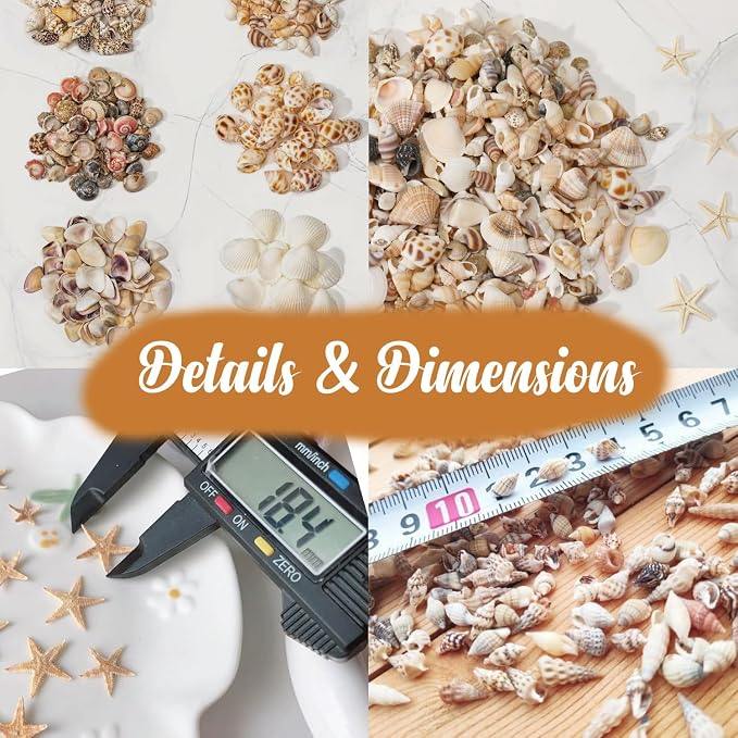 1200 PCS Natural Seashells, Joyfulmap Tiny sea Shells & Small Starfish - Image 6