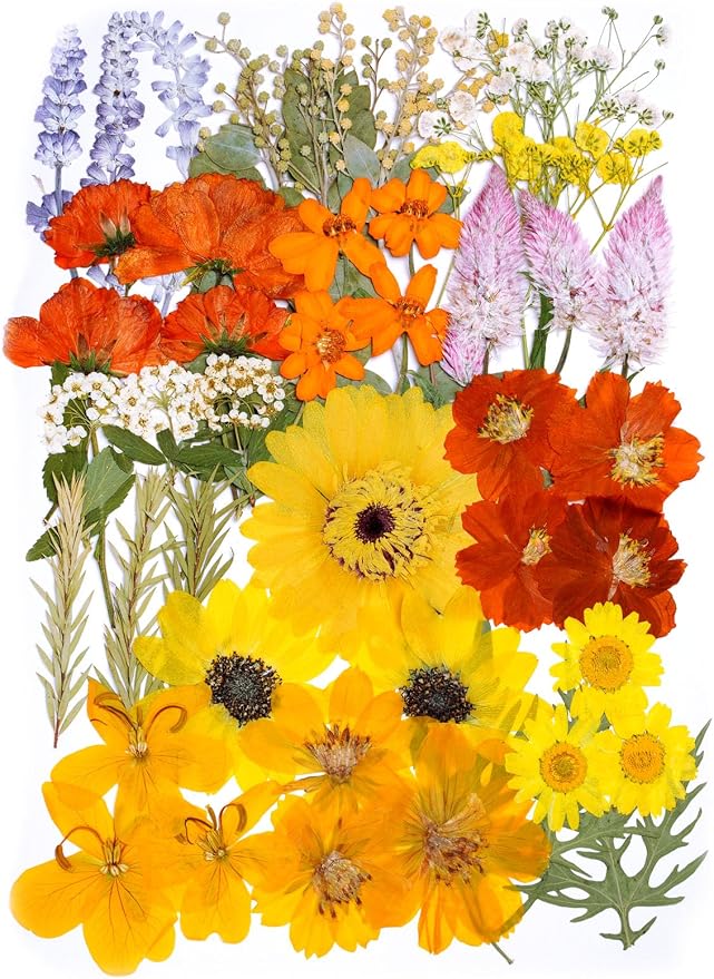 15 Types Fall Dried Pressed Flowers by AHTONG