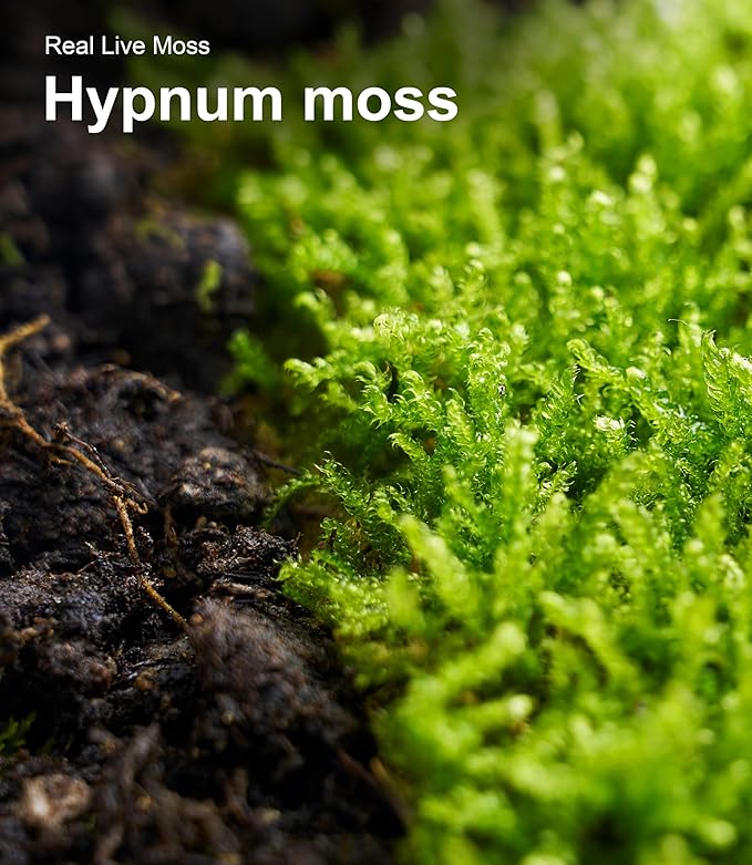 Live Moss Duo Pack 2 Types of Real Live Sheet/Sphagnum Moss - Image 8