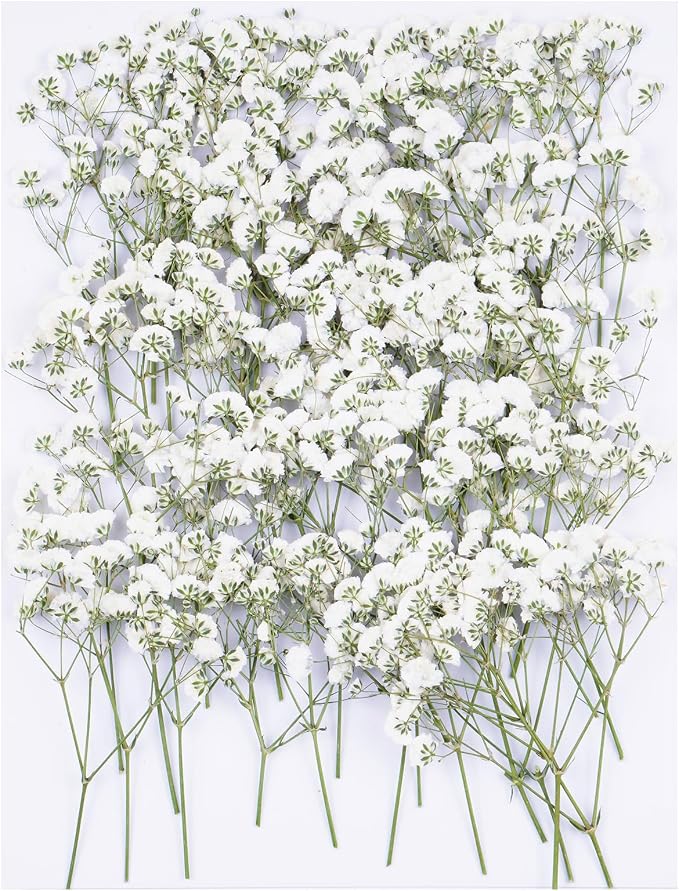 50Pcs Babys Breath Dried Pressed Flowers by Unknown