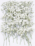 50Pcs Babys Breath Dried Pressed Flowers by Unknown