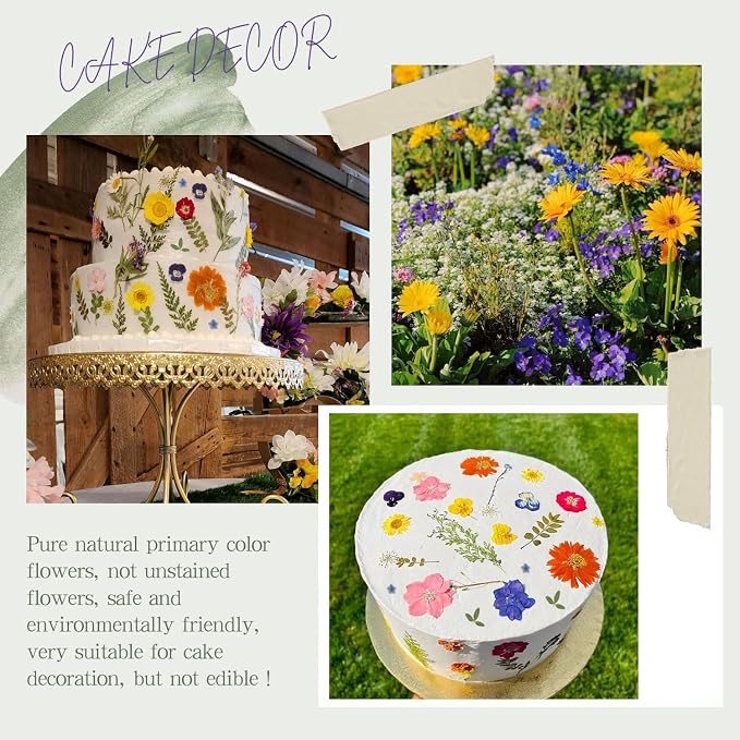 48 Pcs Mix Natural Dried Pressed Flowers - Image 2
