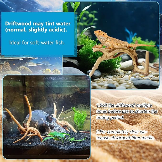 10 Pcs Natural Small Spiderwood - Image 4