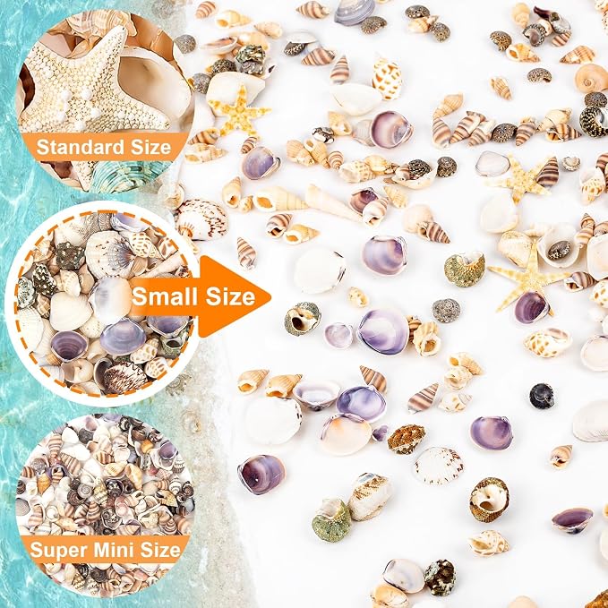 Tiny Sea Shells & 6 Starfish Decor Mixed Ocean Beach Spiral Seashells - Image 4
