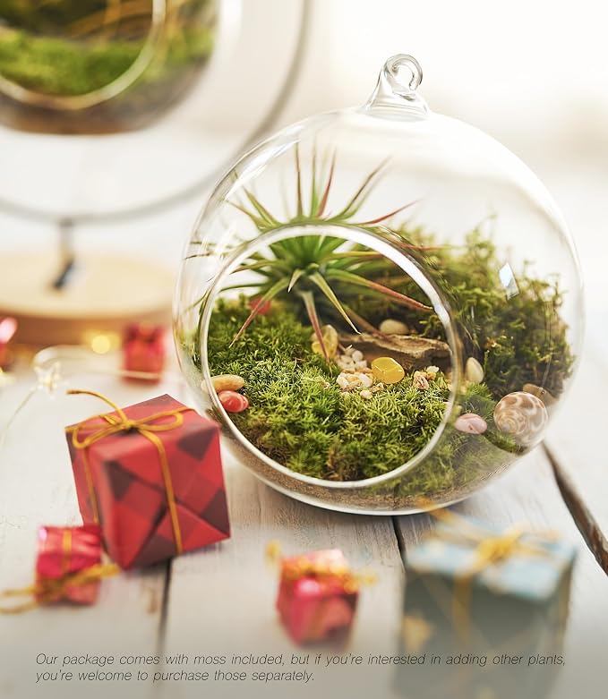 LUCKYRUNES DIY Terrarium Kit - Image 8
