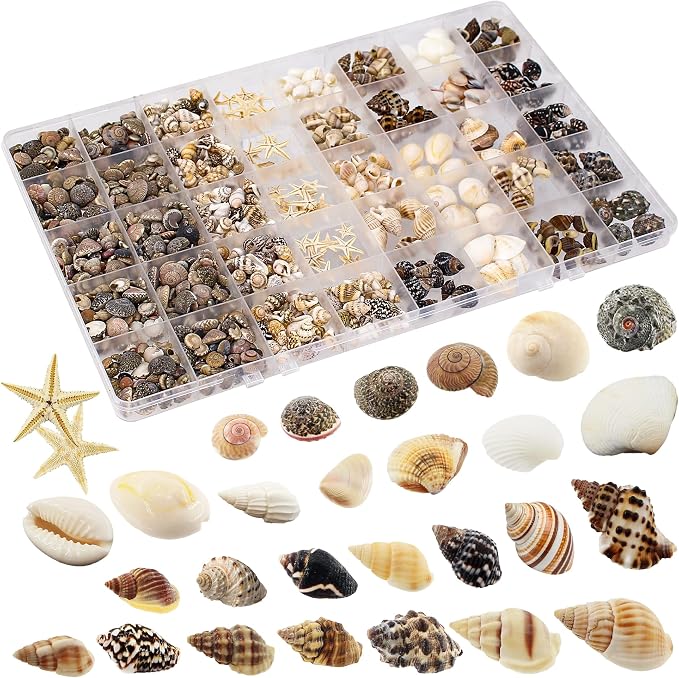 Small Sea Shells 1200Pcs Tiny Seashells Mixed Size Ocean Beach Starfish by Unknown