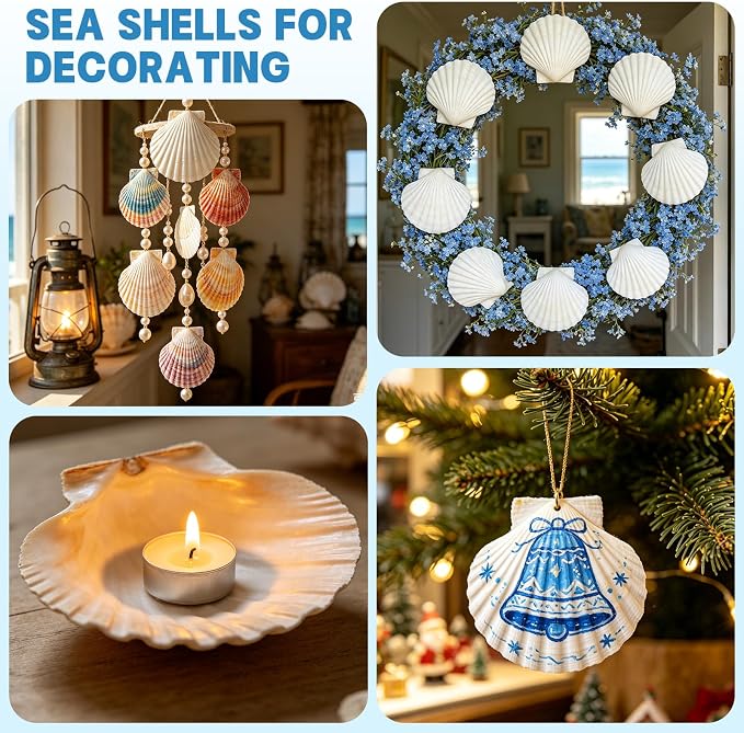 20 PCS 5"-6" Extra Large Scallop Shells - Image 5