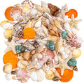 MORFEN Sea Shells, Mixed Ocean Seashells, 15 Kinds 1.2"-3.9" Various Sizes by MORFEN