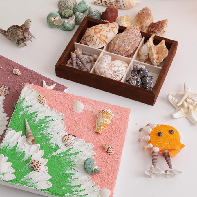 JSPYFITS Sea Shells Mixed Beach Seashells 15 Kinds 1.2"-3.5" Various Sizes - Image 7