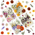 LUXEEASE 4 Color 120P Mixed Blooms Dried Pressed Flowers | Big small blooms by LUXEEASE