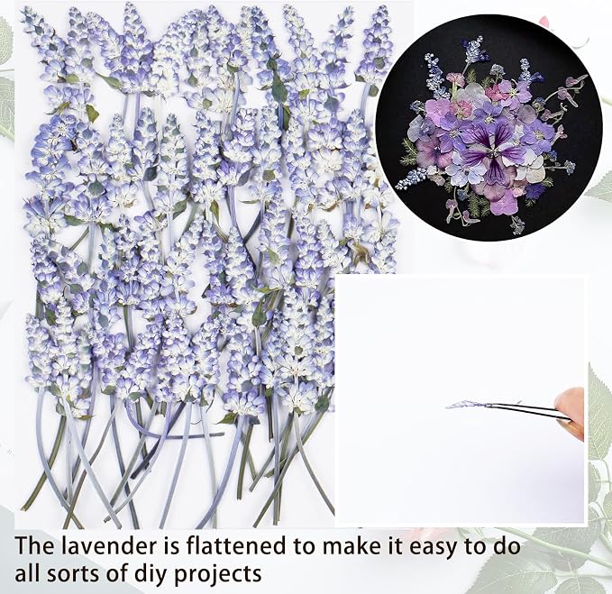 50Pcs Lavender Dried Pressed Flowers - Image 3