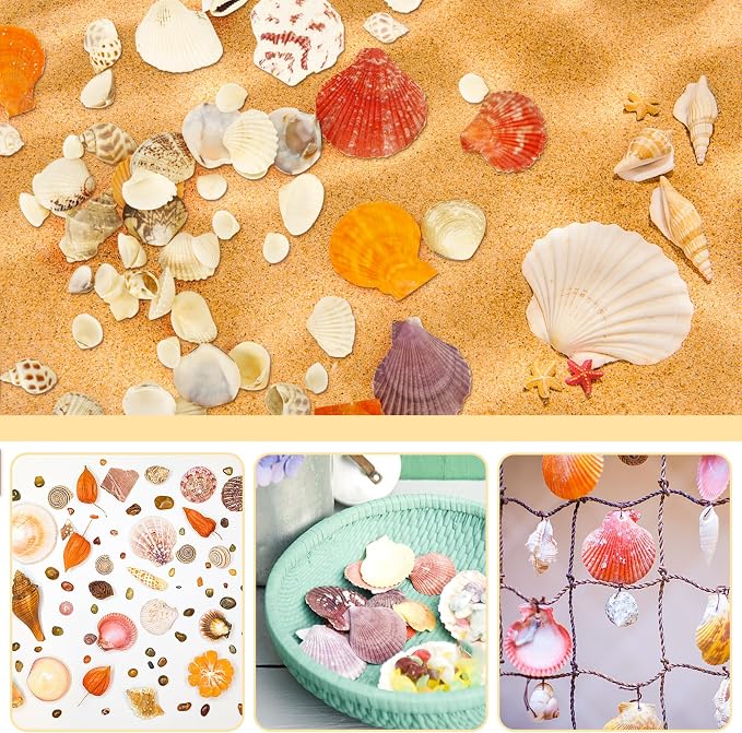 WEOXPR Mixed Sea Shells, 100+ Pcs Beach Seashells Starfish, Various Sizes Ocean - Image 3