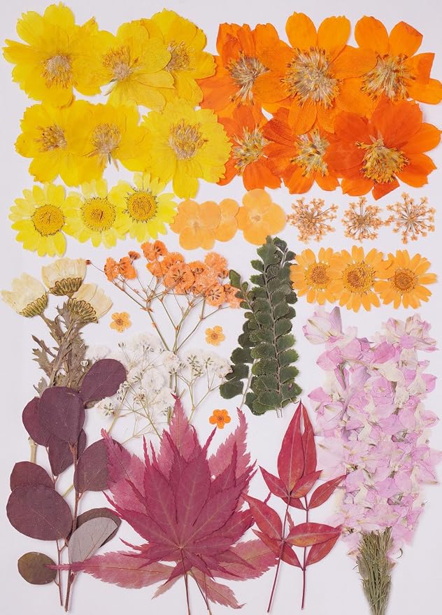 15Types 48Pcs Fall Real Dried Pressed Flowers Maple Leaf Plant Herbarium by AHTONG