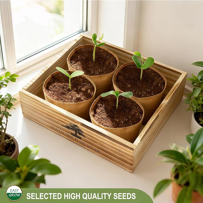 Bonsai Tree Starter Kit for Beginners - Image 4