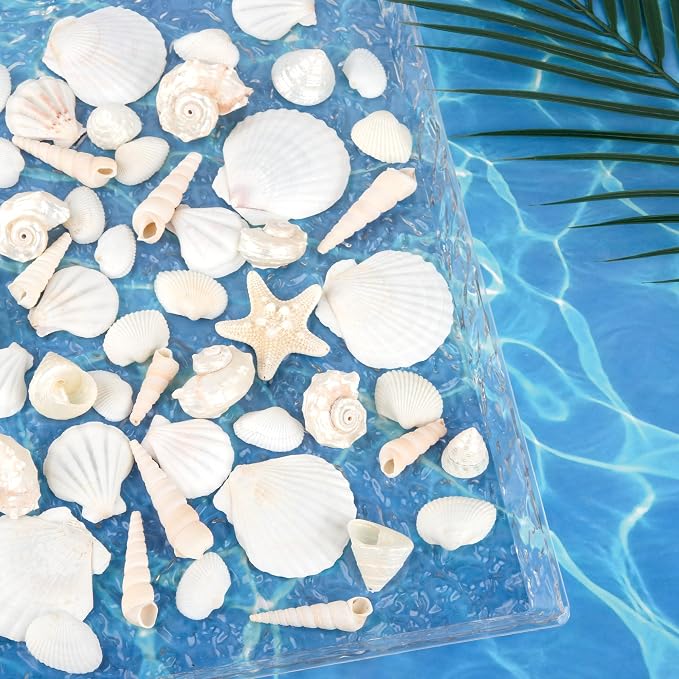 Silver White Sea Shell Mixed Ocean Shells Set, 1.2"-2.6" Various Sizes Natural - Image 2