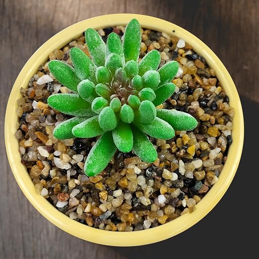 20LB Coarse Sand, Colored Rocks Pebbles, Quartz Sand - Image 6