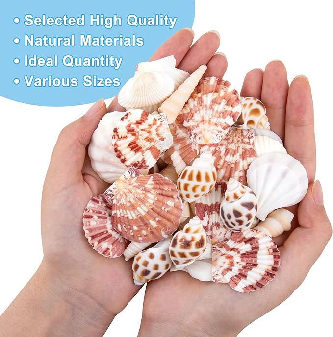 Natural Sea Shell Mixed Ocean Shells Set, 0.8"-2.5" Various Sizes Seashell - Image 3