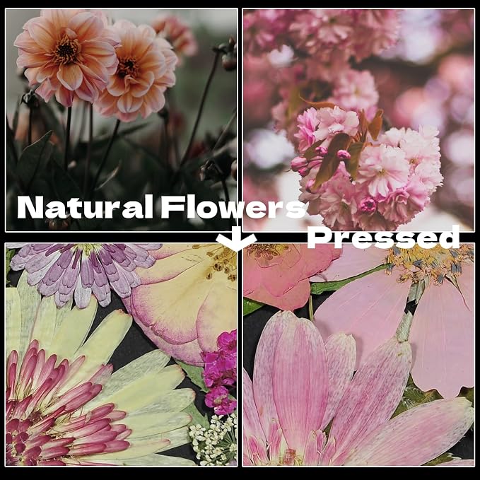 White Dried Pressed Flowers - Image 5