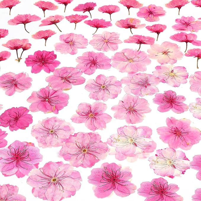 48 Pcs Mix Natural Dried Pressed Cherry Blossoms by AHTONG