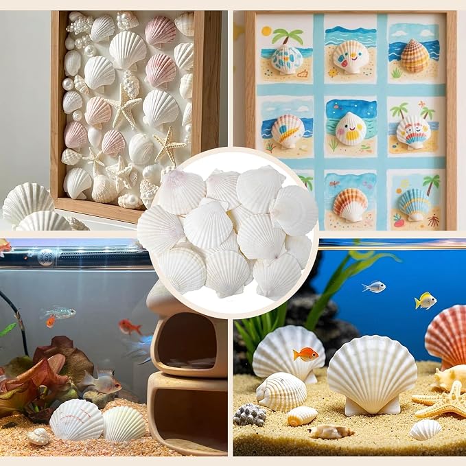 50 PCS Natural Sea Shells 1.6" to 2" White Scallop Shells - Image 5