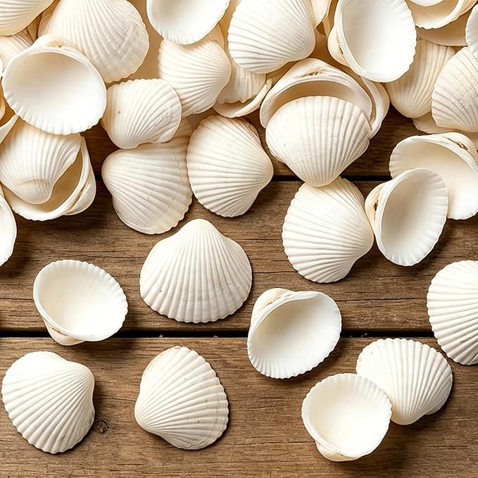 MAQIHAN White Seashells Bulk for Crafts – Small Natural Clam Shells 0.8–1.2 in by MaqiIhanCustomOfficial