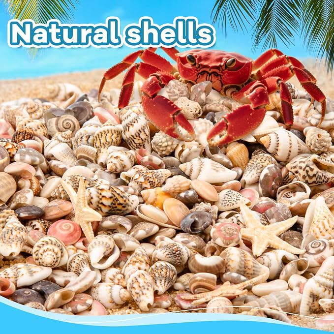 1200 PCS Tiny Seashells & 21 Starfish Mixed 18 Kinds Bulk Beach Small Shells - Image 4