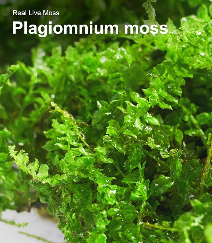 Live Moss Duo Pack 2 Types of Real Live Sheet/Sphagnum Moss - Image 7