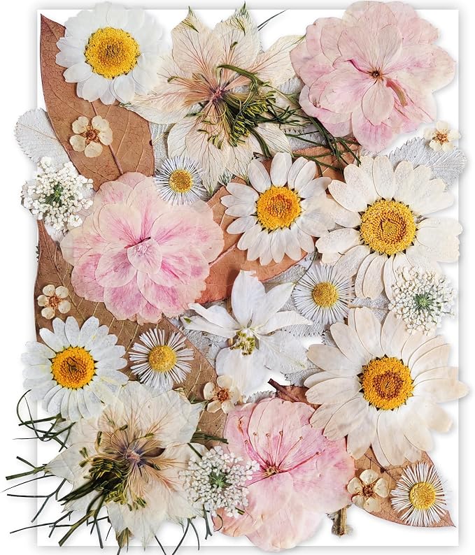 13 Types 37pcs White Dried Pressed Flowers by YouthBro
