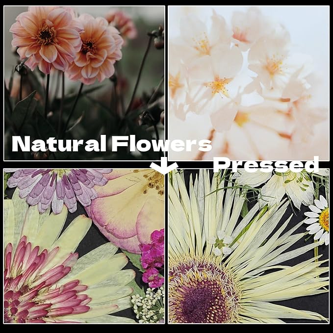 White Dried Pressed Flowers - Image 4