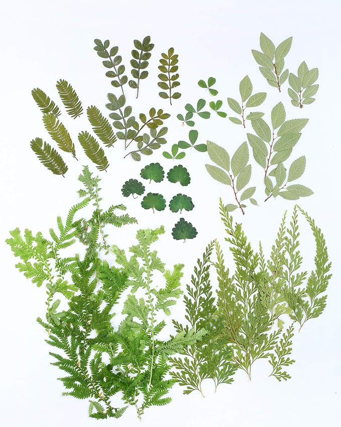 42 PCS Real Dried Pressed Leaf Flowers Plant Herbarium by AHTONG