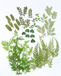 42 PCS Real Dried Pressed Leaf Flowers Plant Herbarium by AHTONG