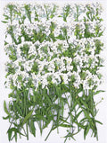50Pcs White Dried Pressed Flowers by Unknown