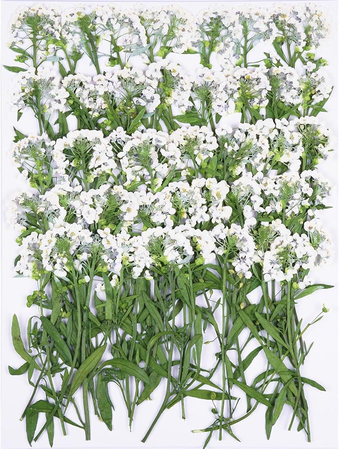 50Pcs White Dried Pressed Flowers by Unknown