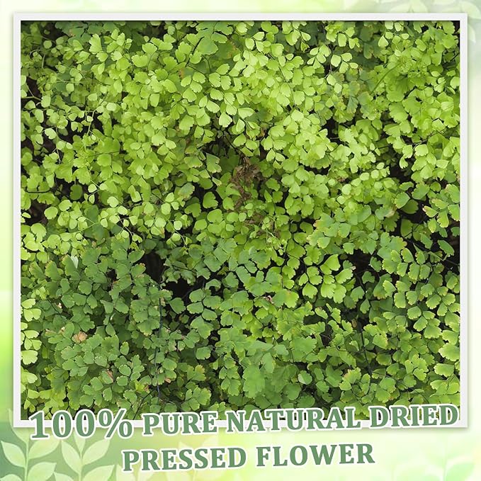 80 Pcs Green Ferns Dried Pressed Flowers Bulk - Image 6