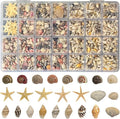 25 Types Small Sea Shells for Crafts by JOTNGDJBN