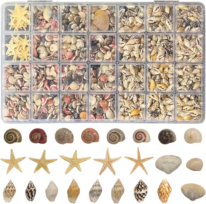 25 Types Small Sea Shells for Crafts by JOTNGDJBN