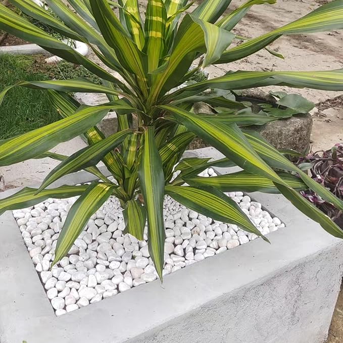 FANTIAN 10 lbs White Gravel for Landscaping, 1-2 Inch Pebbles for Indoor Plants - Image 6