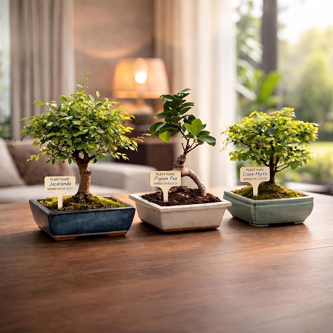 Bonsai Tree Kit Deluxe - Image 10