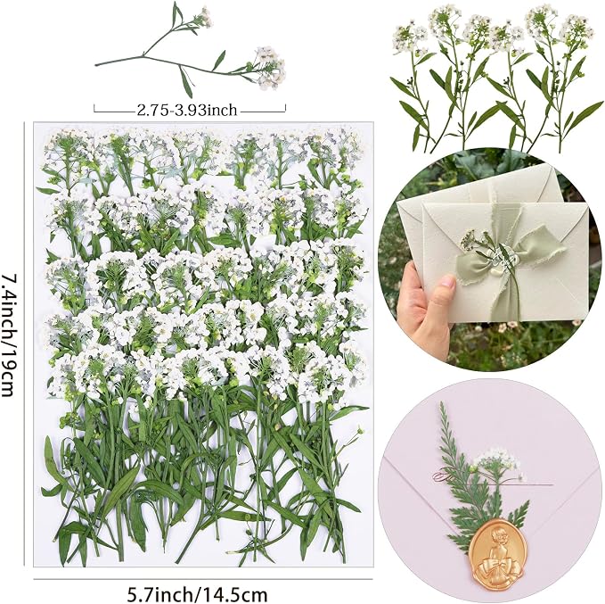 50Pcs White Dried Pressed Flowers - Image 2