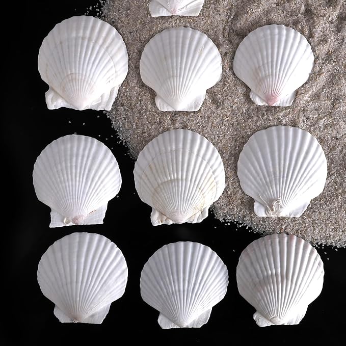 PPCLION 30 PCS 2.5-3 Inch Natural White Scallop Shells Sea Shells - Image 3