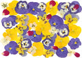 48 Pcs Mix Natural Dried Flowers by AHTONG