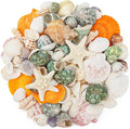 Natural Sea Shell Mixed Ocean Shells Set by WeDoSoy