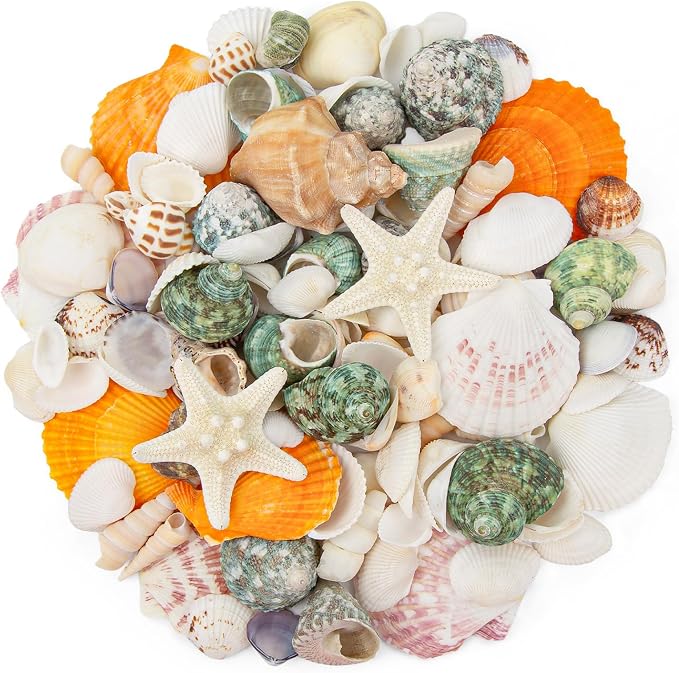 Natural Sea Shell Mixed Ocean Shells Set by WeDoSoy