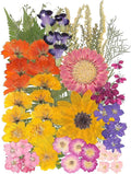 12“ Large Bulk Summer Dried Pressed Flowers by ZMRU