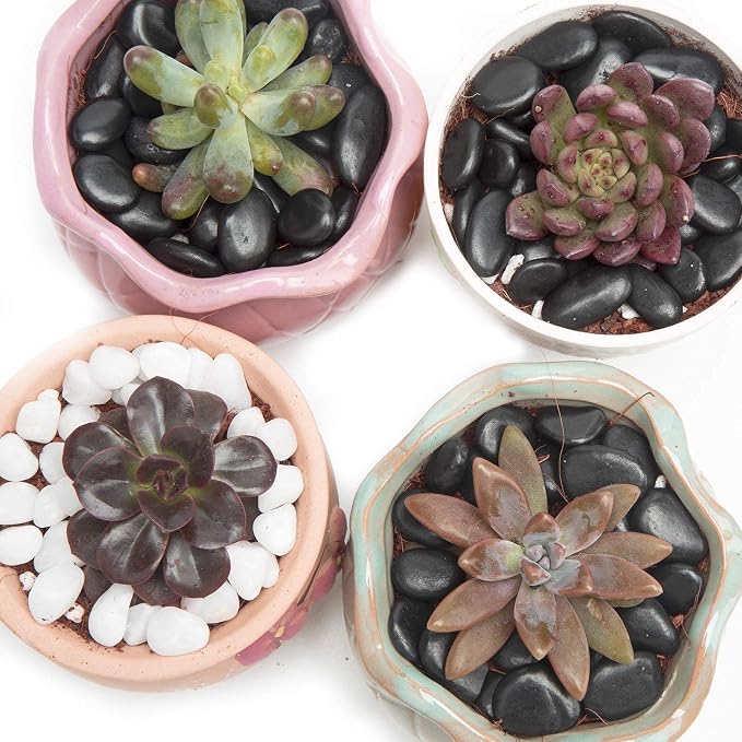 10lb Black Small Decorative Pebbles - Image 5