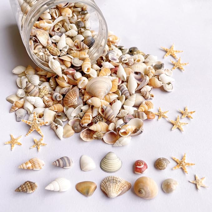 1200 PCS Tiny Sea Shells &10 Small Starfish by Unknown