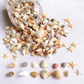 1200 PCS Tiny Sea Shells &10 Small Starfish by Unknown