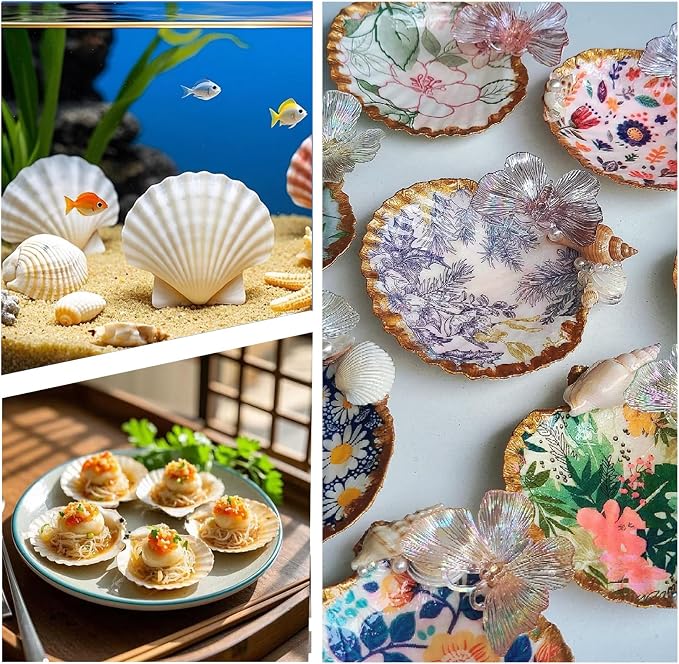 12PCS Large Natural Scallop Shells 4''-5'' White Sea Shells - Image 6