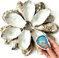 30Pcs Oyster Shells for Crafts 2"- 3" Natural Oyster Shells for DIY Crafting by Unknown